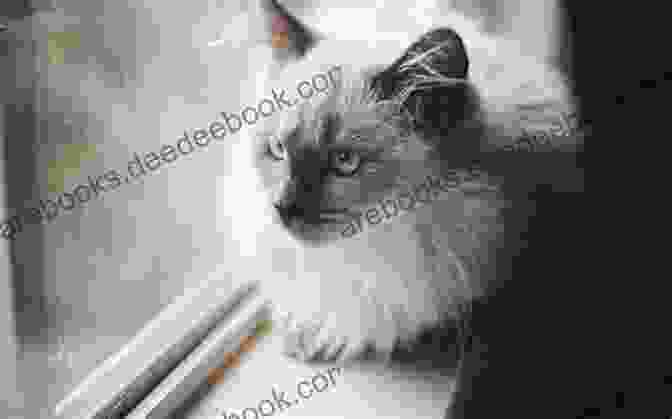 A Beautiful Balinese Cat Lounging On A Windowsill Balinese Cat Owner Care : The Pet Owner Guide On Artois Balinese Cat Care Training Breeding Grooming Housing Feeding Health And Lot More