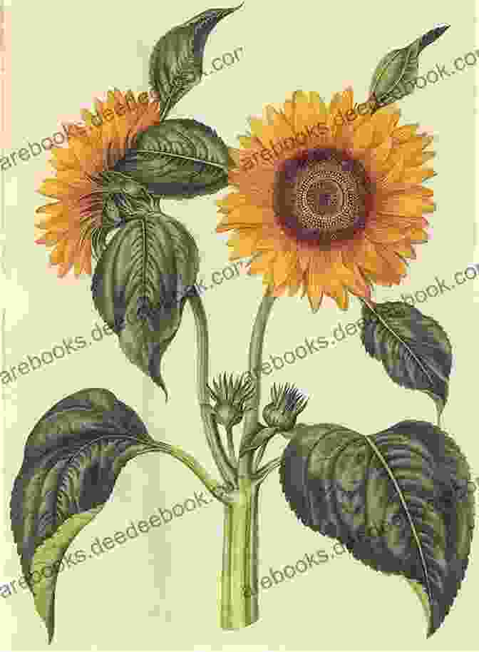 A Botanical Illustration Of A Sunflower From 'The Temple Of Flora.' Temple Of Flora (delsc) Robert John Thornton