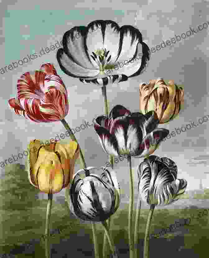 A Botanical Illustration Of A Tulip From 'The Temple Of Flora.' Temple Of Flora (delsc) Robert John Thornton