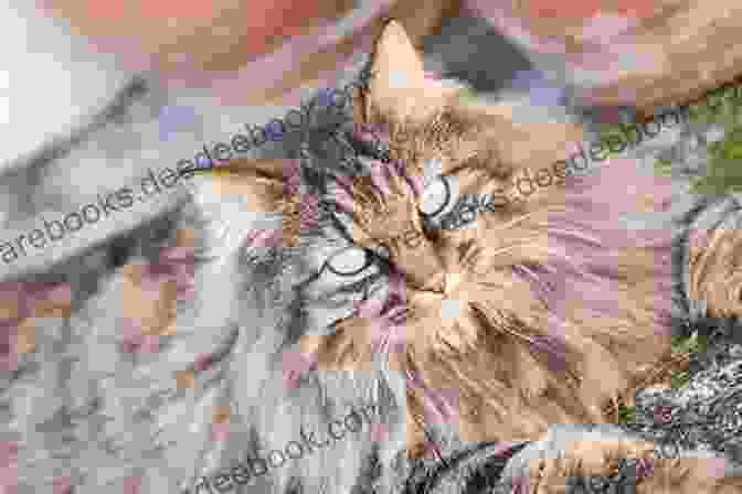 A Photograph Of CC, A Long Haired Tabby Cat With Piercing Blue Eyes And A Serene Expression. The Cat Who Ll Live Forever: The Final Adventures Of Norton The Perfect Cat And His Imperfect Human (Norton The Cat)