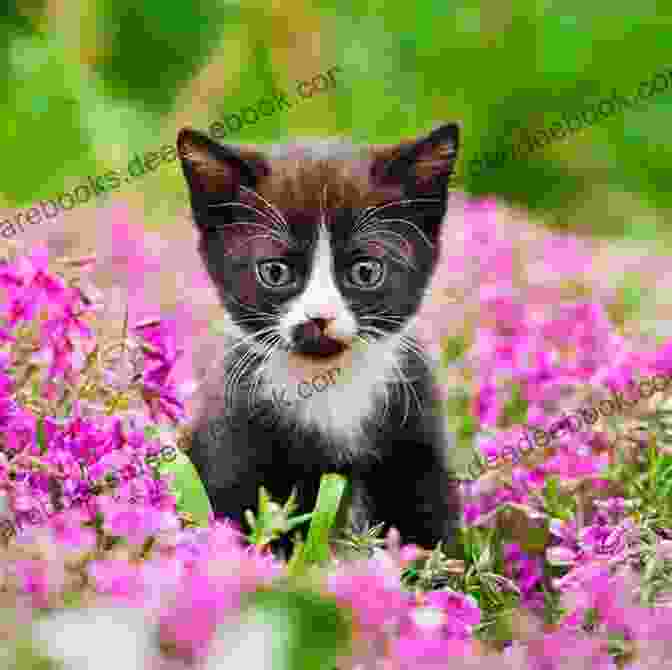 A Playful Kitten Frolicking In A Field Of Flowers Counted Cross Stitch Patterns: Cat Cross Stitch Patterns 51