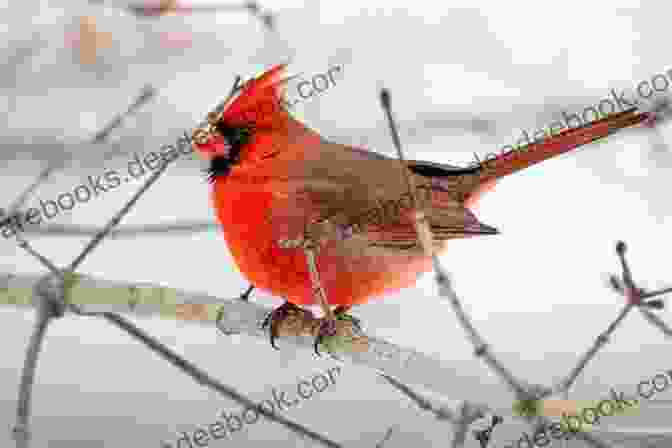 A Striking Male Northern Cardinal Perched On A Snowy Branch, Showcasing Its Vibrant Red Plumage. Birds Of Georgia: How To Identify Attract The Top Birds In Georgia: Birds Of Georgia Field Guide