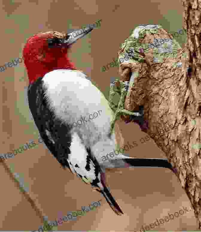 A Striking Red Headed Woodpecker Clinging To The Trunk Of A Tree, Showcasing Its Distinctive Red Head And Black And White Plumage. Birds Of Georgia: How To Identify Attract The Top Birds In Georgia: Birds Of Georgia Field Guide