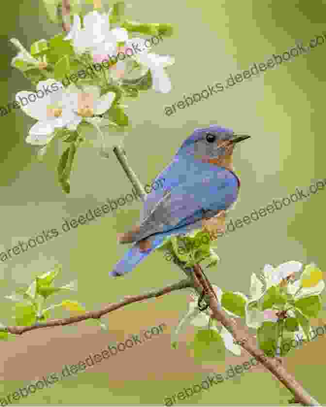 A Vibrant Eastern Bluebird Perched On A Branch Amidst Blooming Wildflowers. Birds Of Georgia: How To Identify Attract The Top Birds In Georgia: Birds Of Georgia Field Guide