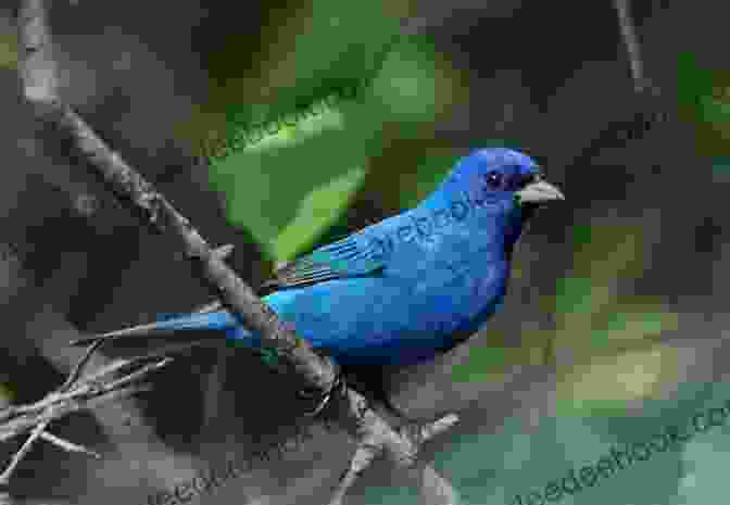 A Vibrant Male Indigo Bunting Perched On A Twig, Displaying Its Deep Blue Plumage. Birds Of Georgia: How To Identify Attract The Top Birds In Georgia: Birds Of Georgia Field Guide
