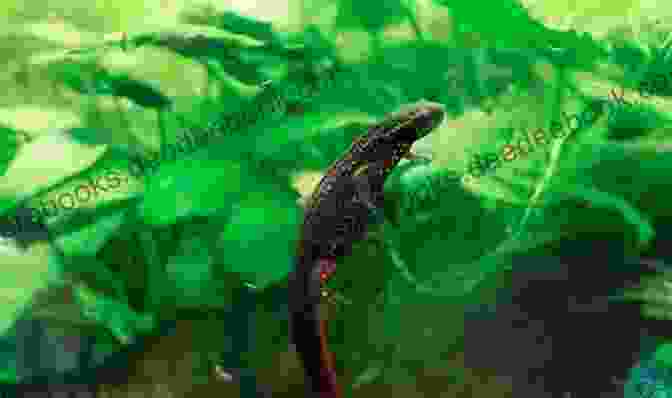 Japanese Fire Bellied Newt Eggs Attached To A Plant Leaf JAPANESE FIRE BELLIED NEWT: Facts And Information About Japanese Fire Bellied Newt