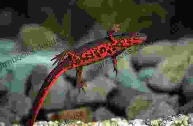 Japanese Fire Bellied Newt Showing Its Vibrant Belly Pattern JAPANESE FIRE BELLIED NEWT: Facts And Information About Japanese Fire Bellied Newt