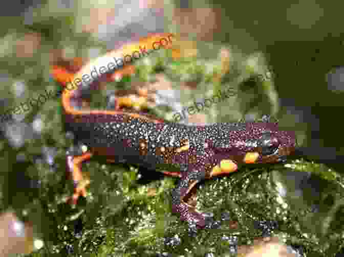 Japanese Fire Bellied Newts In Their Natural Habitat JAPANESE FIRE BELLIED NEWT: Facts And Information About Japanese Fire Bellied Newt
